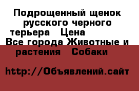 Подрощенный щенок русского черного терьера › Цена ­ 35 000 - Все города Животные и растения » Собаки   